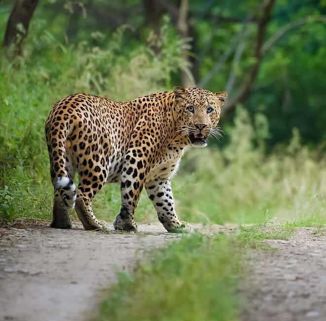 Jaipur: Leopards Safari Tour at Jhalana l Spot Wild Animals - Key Points