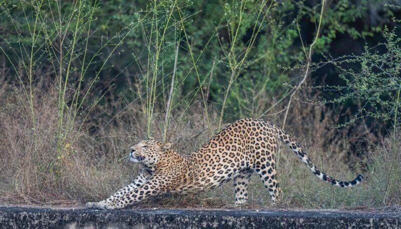 Jaipur: Leopards Safari Tour at Jhalana l Spot Wild Animals - An In-Depth Look at the Safari Experience