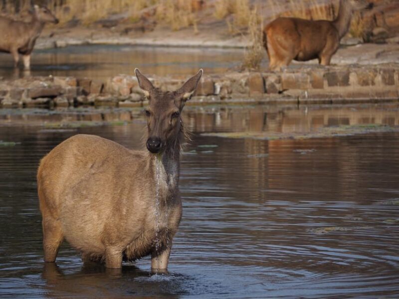 Jaipur: Leopards Safari Tour at Jhalana l Spot Wild Animals - Practical Tips for Your Safari Experience