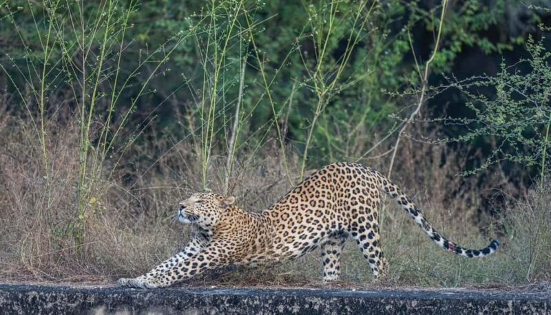 Jaipur: Leopards Safari Tour at Jhalana l Spot Wild Animals - FAQs