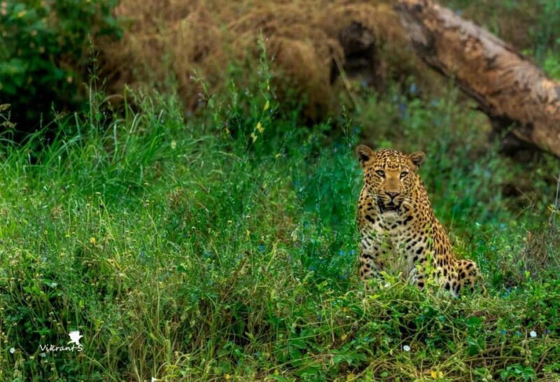 Jaipur: Leopards Safari Tour at Jhalana l Spot Wild Animals - Final Thoughts