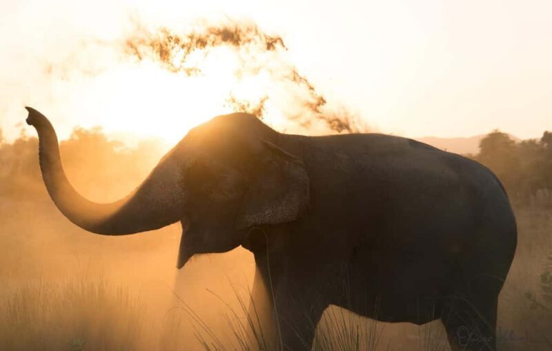 Jaipur: Private Elephant Sanctuary - Jaipur: Private Elephant Sanctuary — A Thoughtful Encounter with Gentle Giants