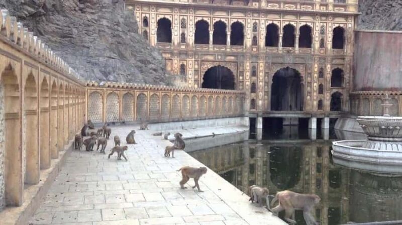 Jaipur: Private Evening Tour W/ Monkey Temple & Local Market - Introduction: Why This Tour Stands Out
