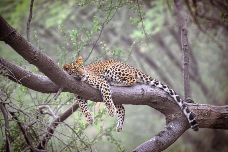 Jaipur: Private Guided Jhalana Leopard Safari Tour - Introduction