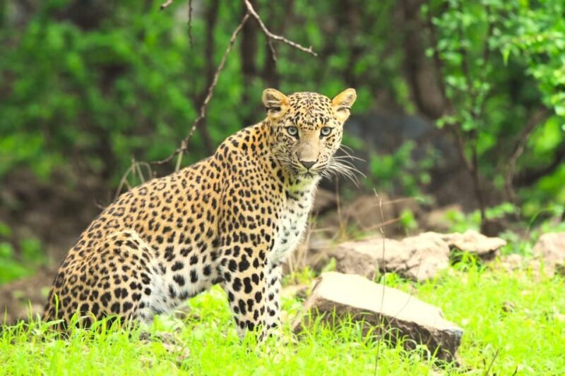 Jaipur: Private Guided Jhalana Leopard Safari Tour - What to Expect During the Safari