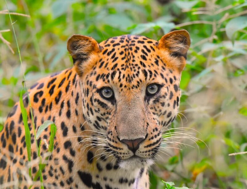 Jaipur: Private Guided Jhalana Leopard Safari Tour - Practical Details and Tips
