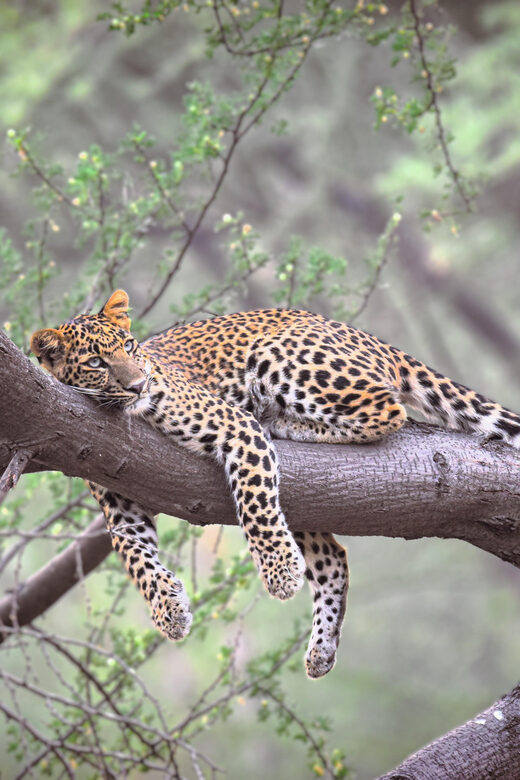 Jaipur: Private Guided Jhalana Leopard Safari Tour - Final Thoughts