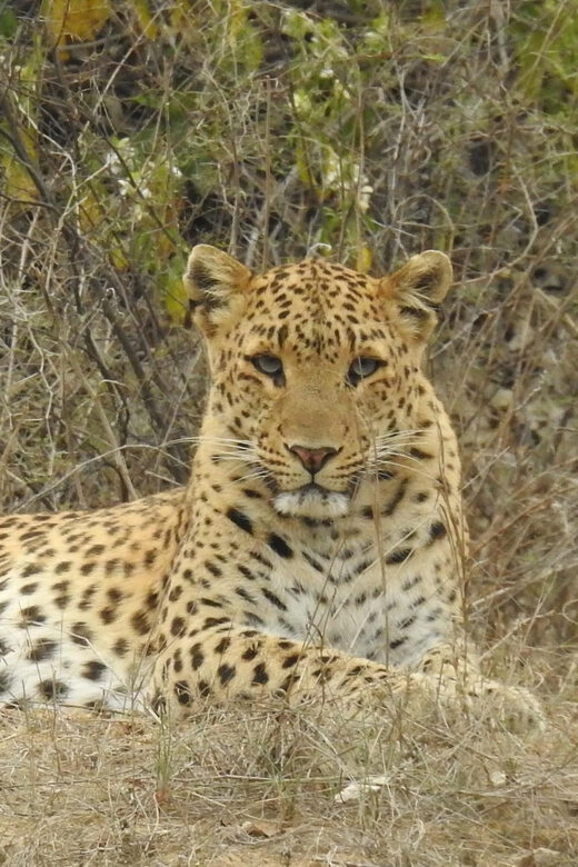 Jaipur: Private Guided Safari at Amagarh Leopard Reserve - Key Points
