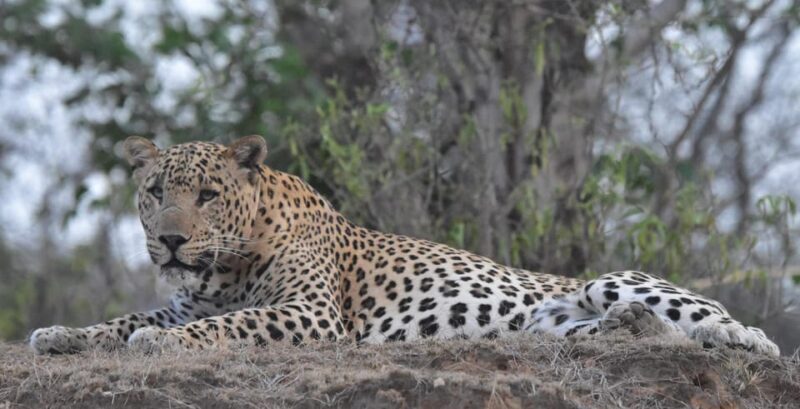 Jaipur: Private Guided Safari at Amagarh Leopard Reserve - The Experience in Detail