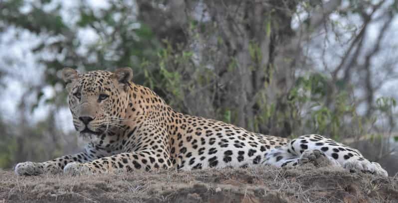 Jaipur: Private Guided Safari at Amagarh Leopard Reserve - Who Will Love This Tour