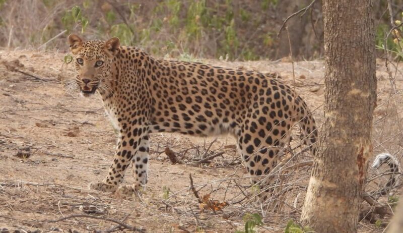 Jaipur: Private Guided Safari at Amagarh Leopard Reserve - Final Thoughts: The Value of a Wildlife Adventure in Jaipur