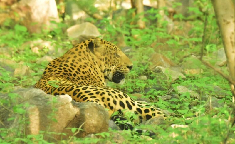 Jaipur: Private Guided Safari at Amagarh Leopard Reserve - FAQ