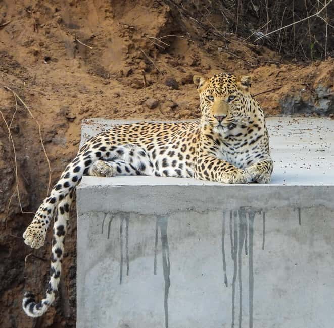 Jaipur: Private Jhalana Leopard Safari Tour - Who Will Love This Tour