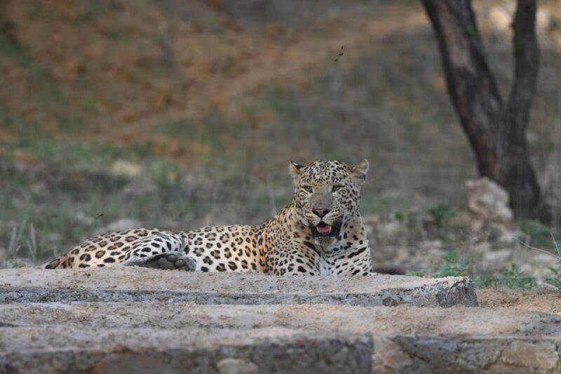 Jaipur: Private Jhalana Leopard Safari Tour - Final Thoughts
