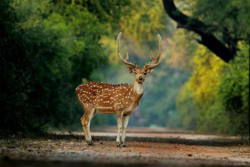 Jaipur: Ranthambore National Park Safari with Hotel Pickup - The Journey to Ranthambore: What to Expect