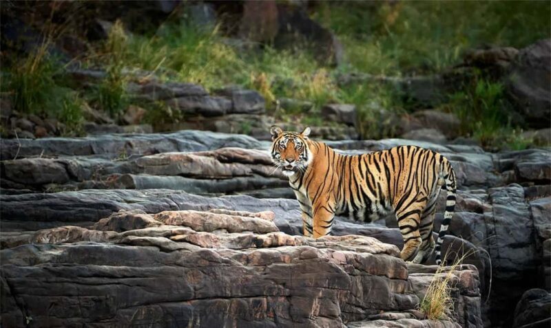 Jaipur: Ranthambore National Park Safari with Hotel Pickup - The Sum Up