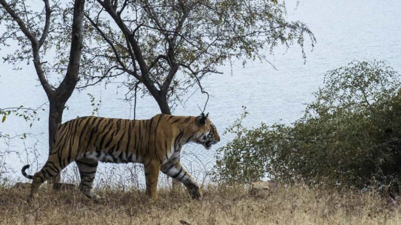 Jaipur: Ranthambore Tiger Safari Round Trip with Transfers - The Sum Up