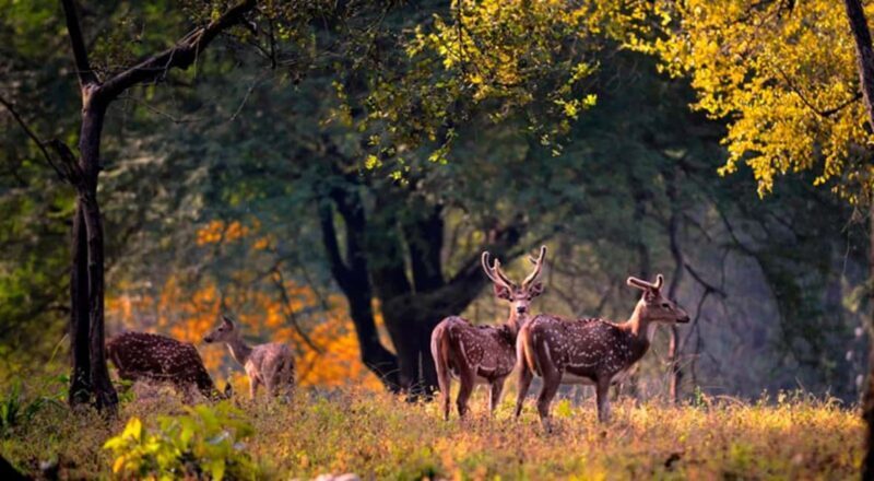 Jaipur: Sariska Safari with Abhaneri Stepwell Stop with meal - Sariska Tiger Reserve: A Wildlife Encounter