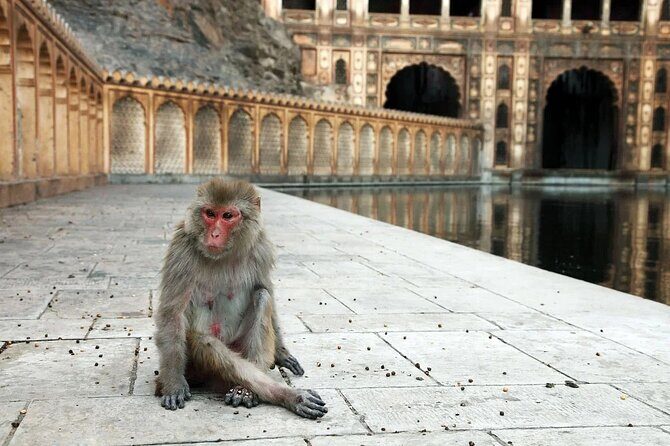 Jaipur Sightseeing Tour with Galta Ji Monkey Temple - An In-Depth Look at the Itinerary