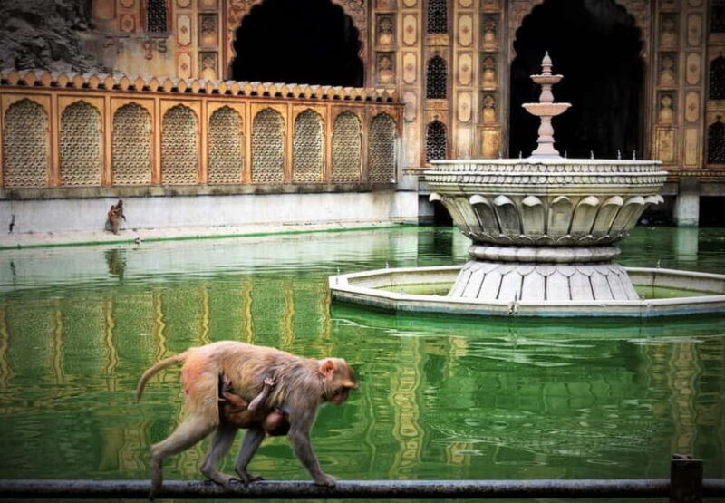 Jaipur: Sightseeing Tour with Visit to Galtaji Monkey Temple - Who Should Book This Tour?