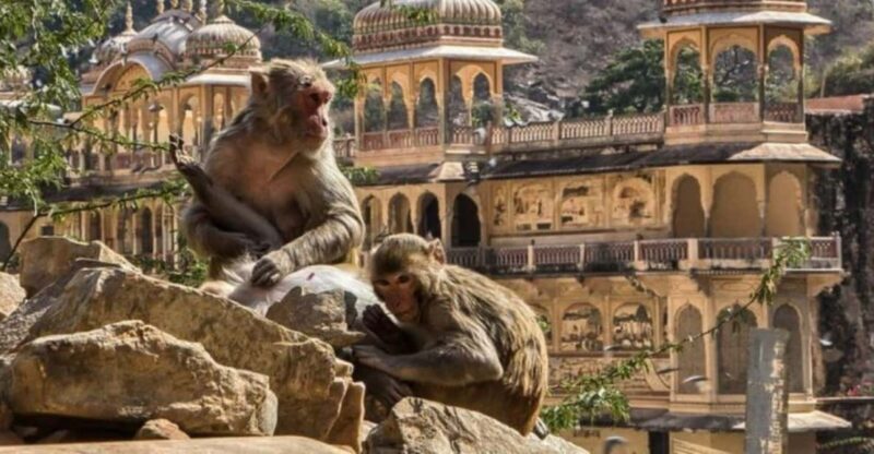 Jaipur: Sightseeing Tour with Visit to Galtaji Monkey Temple - Final Thoughts