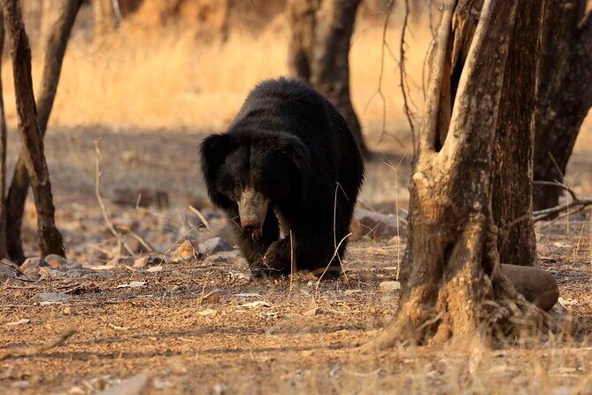 Jaipur to Ranthambore Day Trip with Safari and Transfers - An In-Depth Look at the Tour Experience