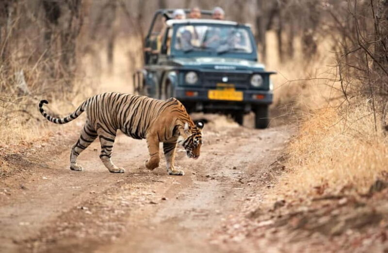Jaipur to Ranthambore National Park Wildlife Safari - Key Points