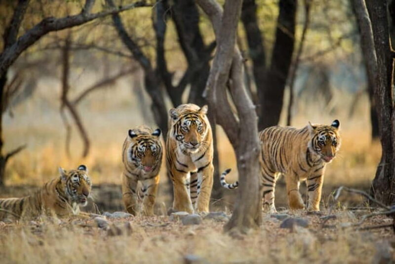 Jaipur to Ranthambore National Park Wildlife Safari - Returning to Jaipur