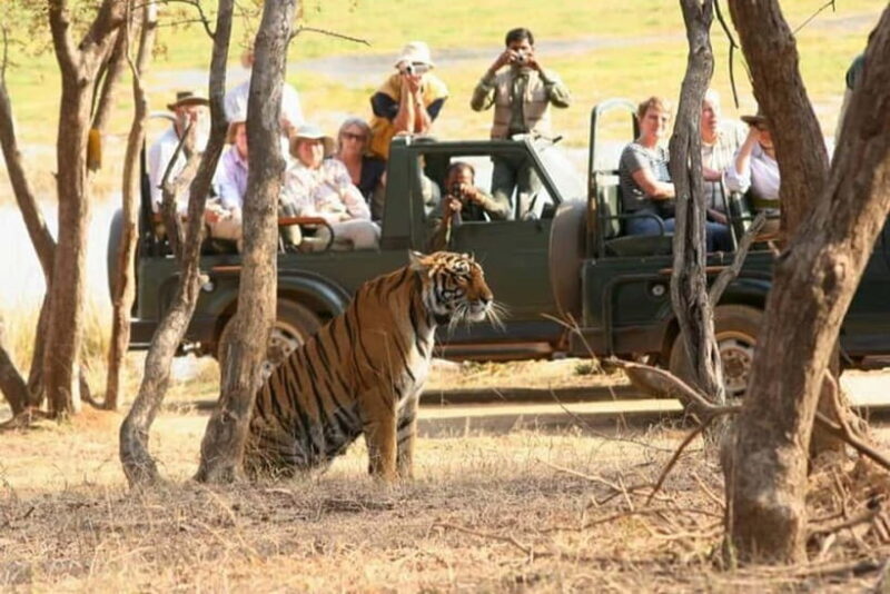 Jaipur to Ranthambore National Park Wildlife Safari - What’s Included and What’s Not