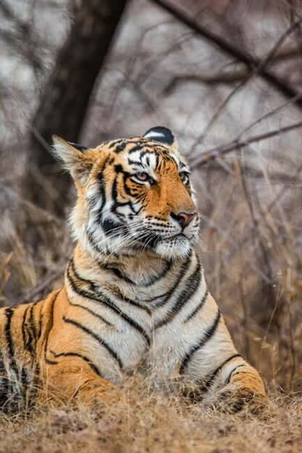 Jaipur to Ranthambore National Park Wildlife Safari - Who Will Love This Tour?