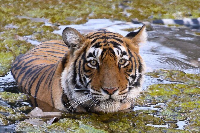 Jaipur to Ranthambore Same Day Tiger Safari - Key Points