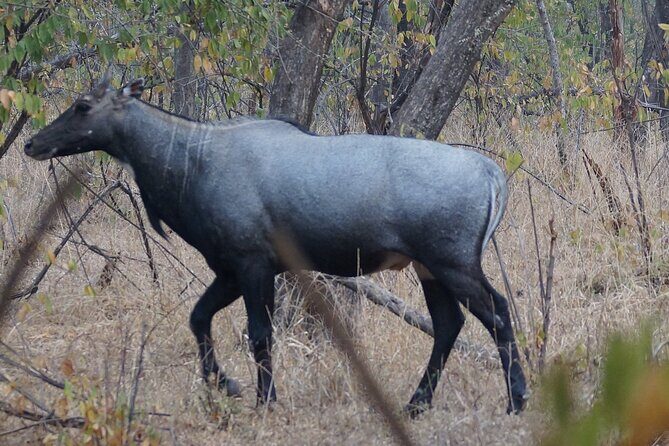Jaipur to Ranthambore Same Day Tiger Safari - What Makes This Tour Stand Out?