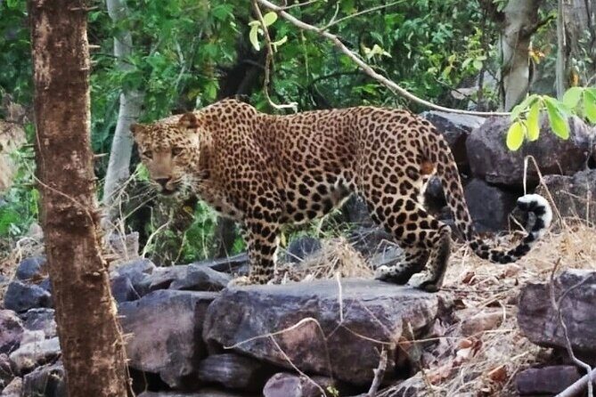 Jaipur to Ranthambore Same Day Tiger Safari - Practical Tips