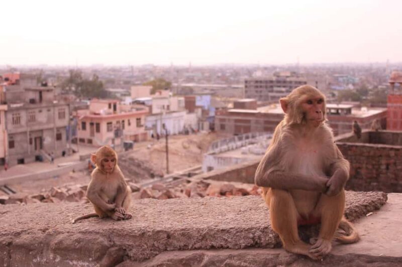 Jaipur: Yoga Experience with Monkey Temple Guided Tour - The Sum Up