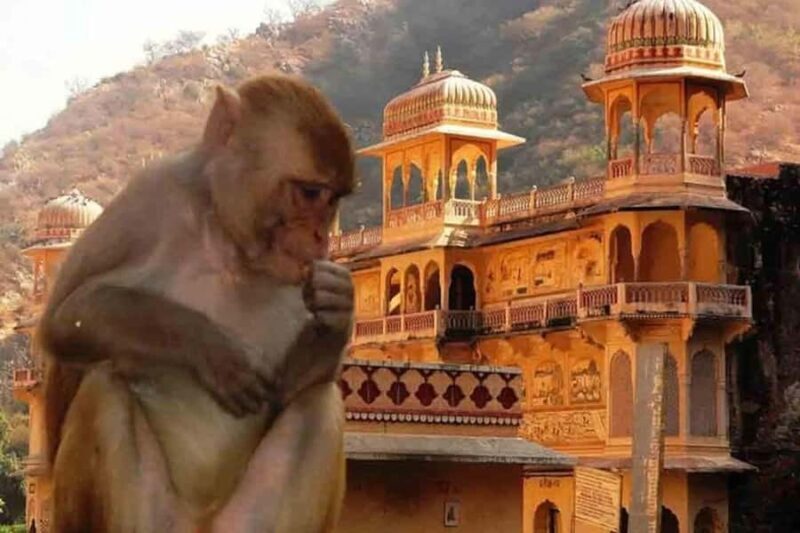 Jaipur: Yoga Experience with Monkey Temple Guided Tour - FAQs