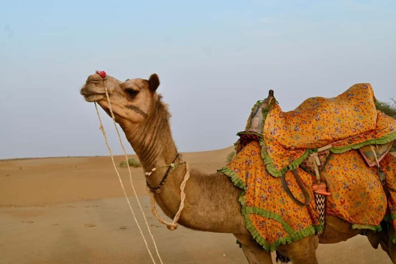 Jaisalmer: Desert Camp with Camel Ride and Cultural Show - Practical considerations and value