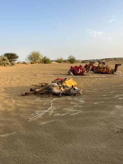 Jaisalmer: Thar Desert Sunset Camel Ride with Dinner & Show - Exploring the Itinerary: What You Can Expect