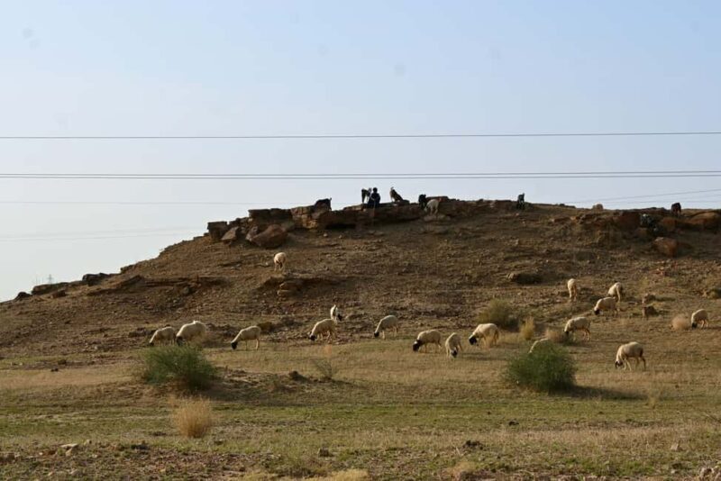 Jaisalmer: Thar Desert Sunset Camel Ride with Dinner & Show - What This Tour Means for You