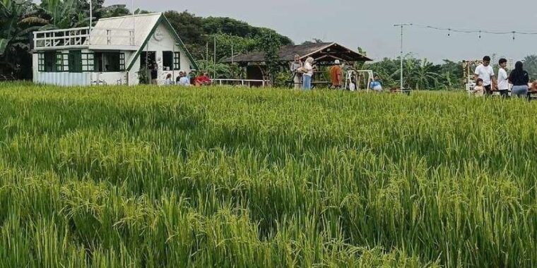 jakarta-bogor-botanical-garden-waterfall-and-rice-terrace