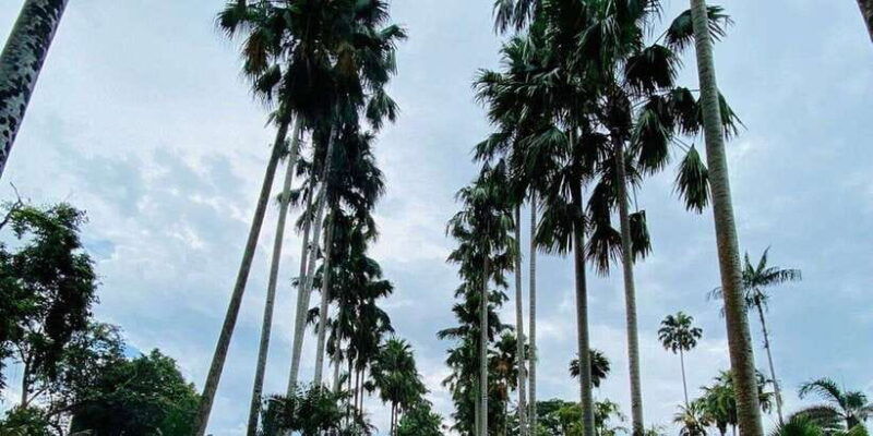 jakarta-botanical-garden-waterfall-village-rice-field