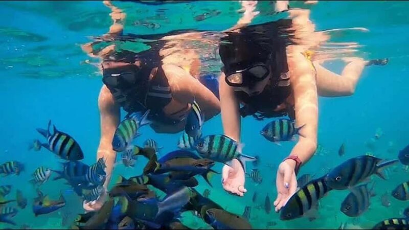 Jakarta: Private Yacht to Asha Resort w/ Snorkel - Snorkeling & Marine Life: The Underwater Treasure