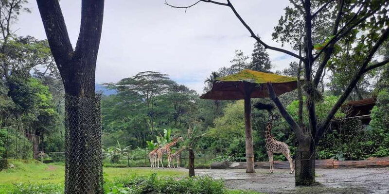 jakarta-safari-park-panda-palace-and-waterfall