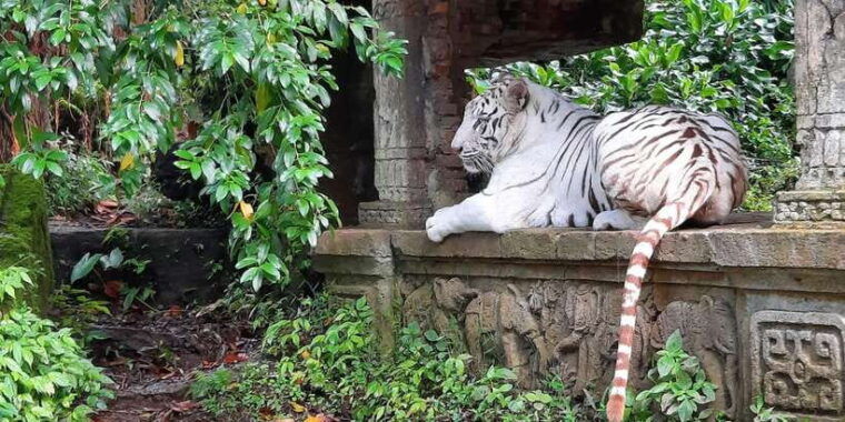 jakarta-safari-park-panda-palace-and-waterfall