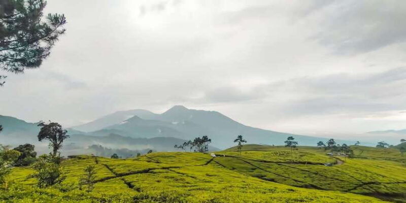 jakarta-safari-park-show-tea-plantation-waterfall