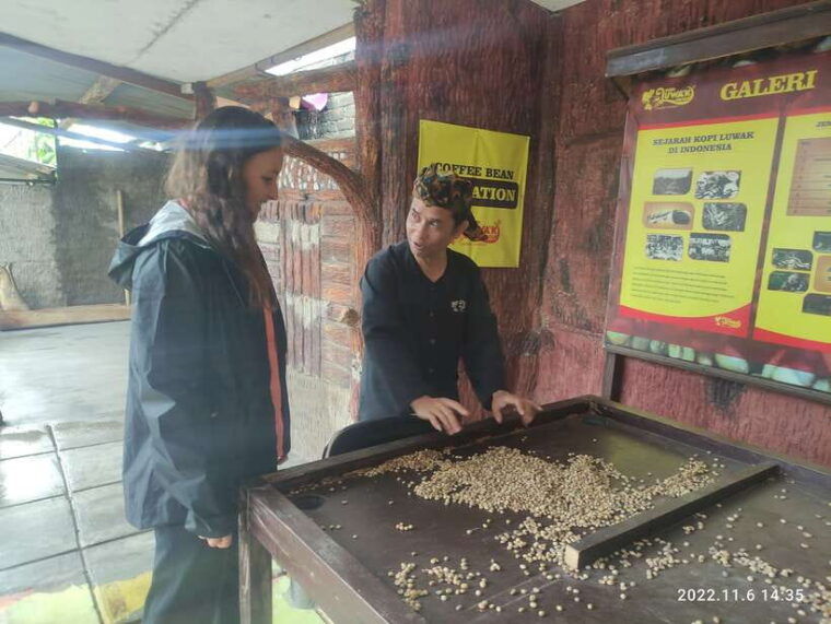 jakarta-volcano-hot-spring-tea-rice-fields-coffee-tour