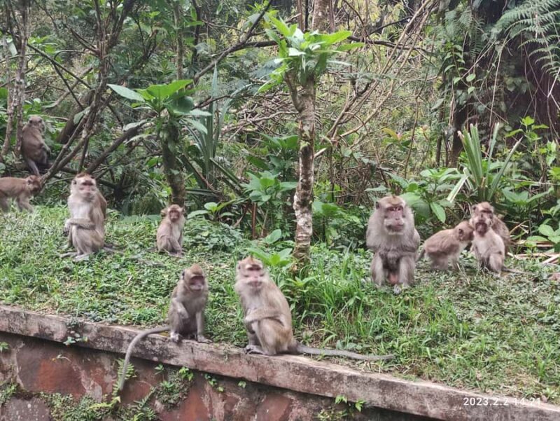 Jakarta :Volcano, HotSpring, Tea Factory, RiceField, &Coffee - Final Thoughts: Why This Tour Is Worth Your Time