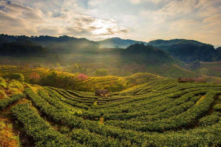 jakarta-volcano-suspension-bridge-and-hot-spring-tour