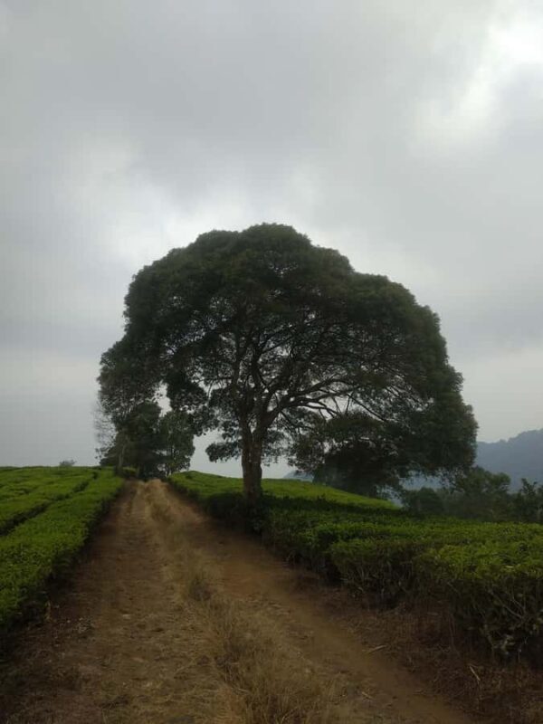 Jakarta: Waterfalls, Volcano, White Crater, Tea, Hot Spring - To sum it up