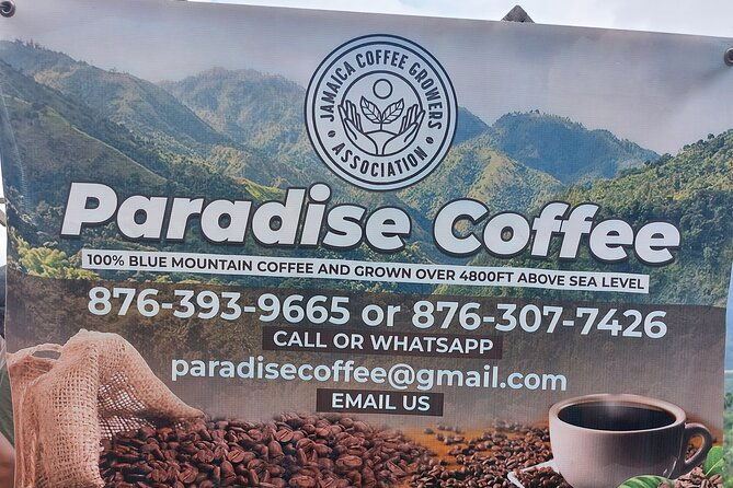 jamaica-blue-mountain-coffee-tour-and-sightseeing-experience