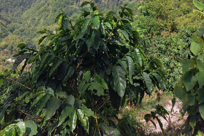 jamaica-blue-mountain-coffee-tour-and-sightseeing-experience